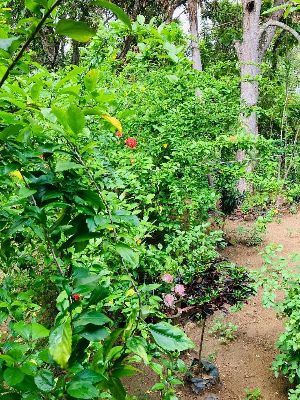 Sigiri Lodge Sigiriya Buitenkant foto